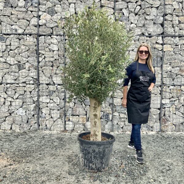 Super Tuscan Olive Tree "Chunky Trunk" 2M-2.20M - 94418750 0B31 492A 9F37 CAD56D4A07E2 1 scaled
