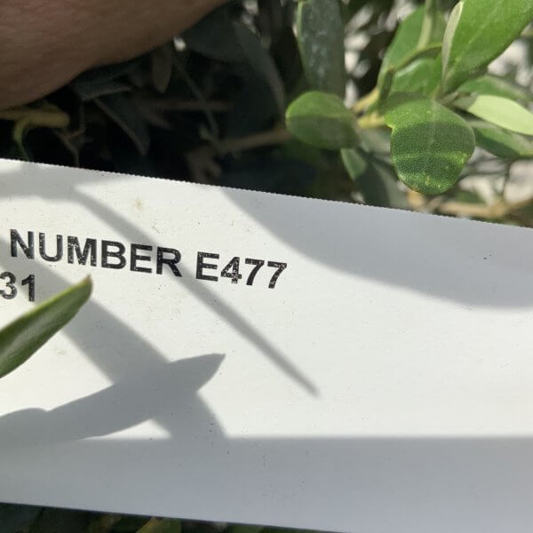 E477 Individual Topiary Crown Olive Tree - 9631F617 7521 4C61 9C87 814CB58C5215 1 105 c