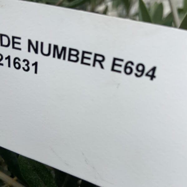 E694 Individual Gnarled Olive Tree (Patio Pot) - 98FE2C02 0E74 478C A1C2 80B1F166CDC5 1 105 c