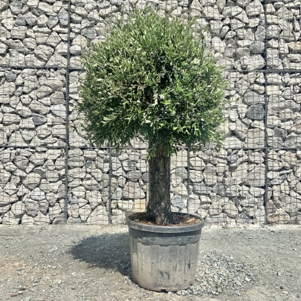 E419 Individual Gnarled Topiary Crown Olive Tree - 9A0F0EFE C117 4575 83B6 BFF888F84102 1 105 c