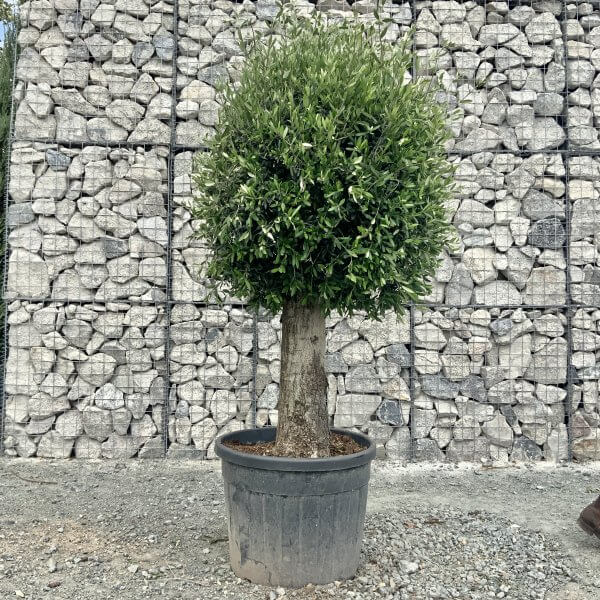 E446 Individual Gnarled Topiary Crown Olive Tree - 9B68D89A 75A3 443E ABE5 27973BD3F5C5 scaled