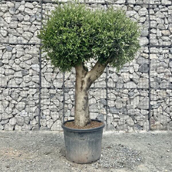 E433 Individual Gnarled Topiary Crown Olive Tree - 9D953A2C 459F 4854 B345 4BDC7BE7EAB0 1 105 c