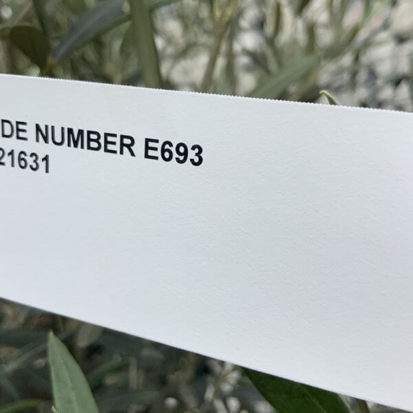 E693 Individual Gnarled Olive Tree (Patio Pot) - 9EAED365 5E2B 40EE 9268 DA7C5083F76B 1 105 c