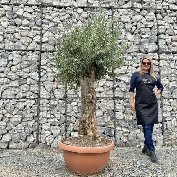 E703 Individual Gnarled Olive Tree (Patio Pot) - 9F59AC0F 1564 460C A14C E3E02ED0A6B3 1 105 c