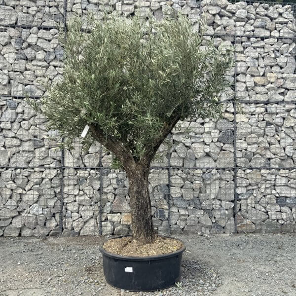 E748 Gnarled Multi stem Olive Tree - A0C669F8 A9B4 4679 8C4F 49C9DDA36F0C 1 105 c