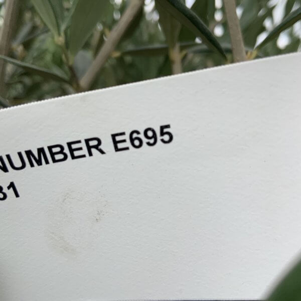 E695 Individual Gnarled Olive Tree (Patio Pot) - A3BB1F3E 6143 4ED2 A6C8 F4859A1C18B1 1 105 c