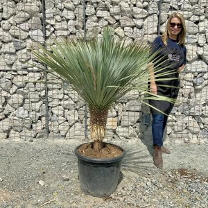 CLICK HERE FOR INDIVIDUAL Yucca Rostrata