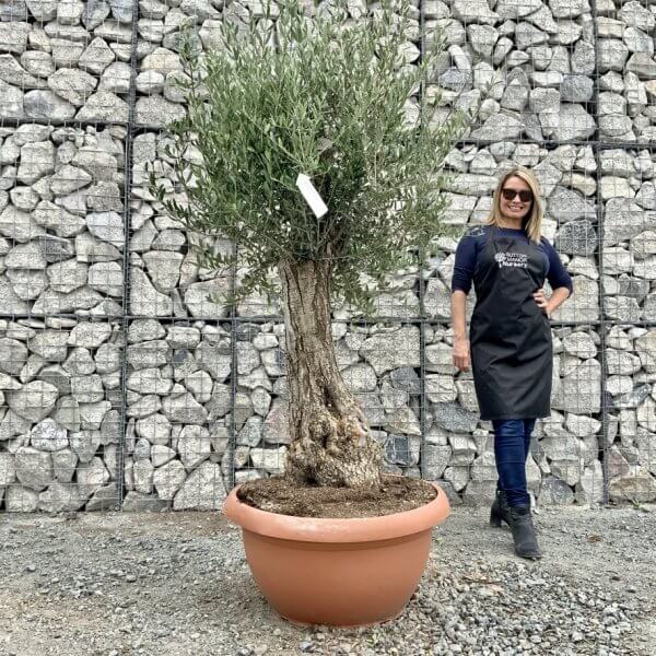 E697 Individual Gnarled Olive Tree (Patio Pot) - AA7005DC DA60 46D3 8C51 1FA5B3DABCFD 1 105 c