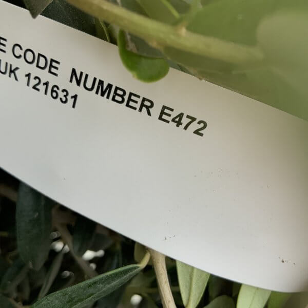 E472 Individual Topiary Crown Olive Tree - AC7611E7 A7C3 4A95 B997 75C43A9DBF30 1 105 c
