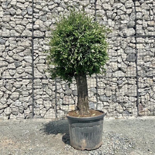 E422 Individual Gnarled Topiary Crown Olive Tree - AD336B46 678F 4CDA A90C EF3E67C41027 1 105 c