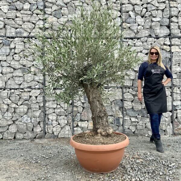 E696 Individual Gnarled Olive Tree (Patio Pot) - AE28421D 5295 4813 B1EC F97C66060AB1 1 105 c
