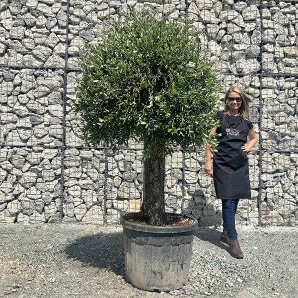 E419 Individual Gnarled Topiary Crown Olive Tree - AE84B3CD A01F 4081 83C5 6F332CB4D608 1 105 c