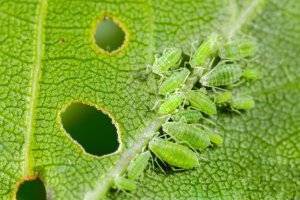 10 June Gardening Jobs You Must Complete - Aphids on plants