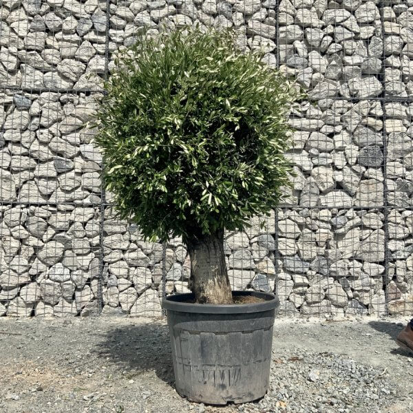 E436 Individual Gnarled Topiary Crown Olive Tree - B251C184 1DF9 4F9A 966A ABAB3E724BB1 1 105 c