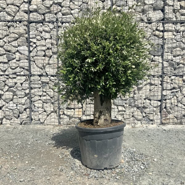 E415 Individual Gnarled Topiary Crown Olive Tree - B2E58849 E7F2 4F74 9629 E572046DF6CC 1 105 c
