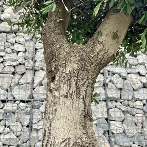 E454 Individual Gnarled Topiary Crown Olive Tree - B40F9C93 3AF5 4D12 968F 5A0C851A6923 1 105 c