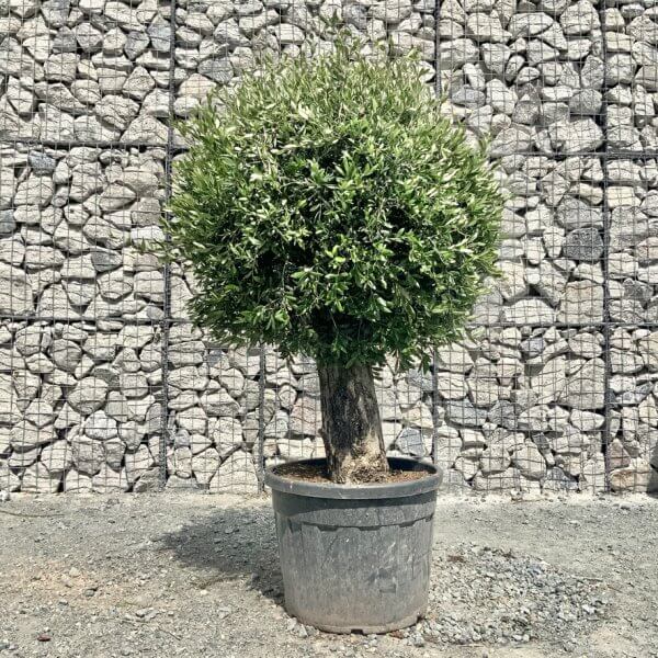 E432 Individual Gnarled Topiary Crown Olive Tree - B4B97DDF 38AA 42E9 942C F59CC53CBFCA 1 105 c