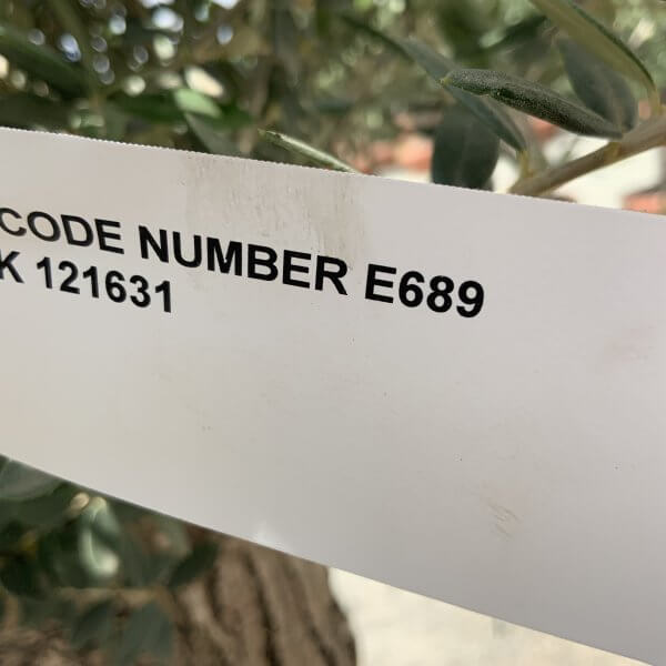 E689 Individual Gnarled Olive Tree (Patio Pot) - B5BCEA97 EE2C 49DF A1B1 CF310CEF11DB scaled