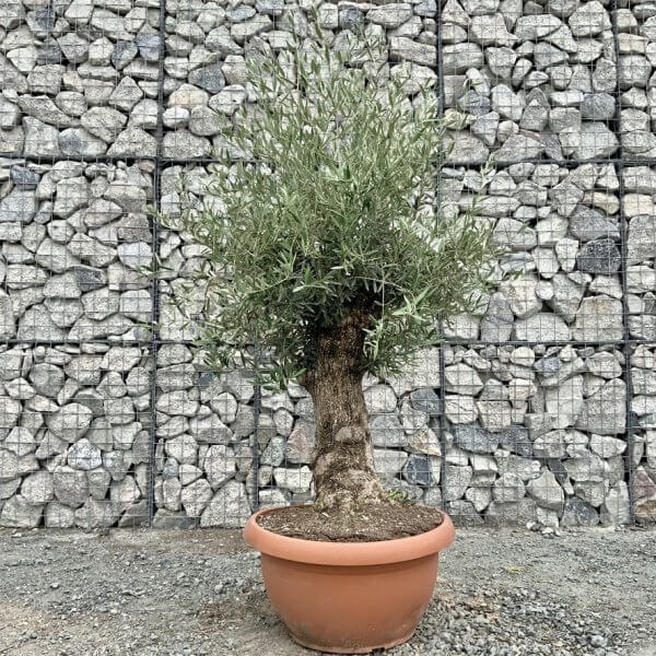 E723 Individual Gnarled Olive Tree (Patio Pot) - B7D1D3DB 6953 4342 9D21 09C6E983D29A 1 105 c