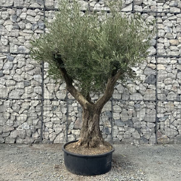 E750 Gnarled Multi stem Olive Tree - BE0F41CF 17B0 4E5A 95AF 01E0307B6B9C 1 105 c