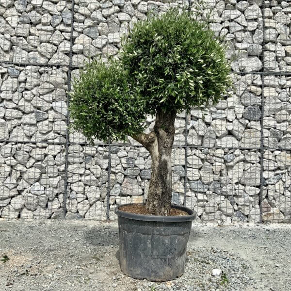 E458 Individual Gnarled Topiary Crown Olive Tree - C1C991F1 A709 4BEE AF25 681489530563 1 105 c