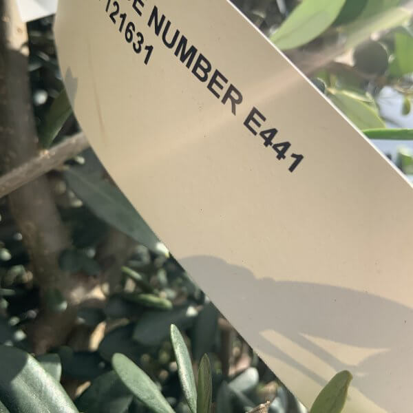 E441 Individual Gnarled Topiary Crown Olive Tree - C44E8FC4 A093 4FD0 BCEA BD8C0E6603C5 scaled