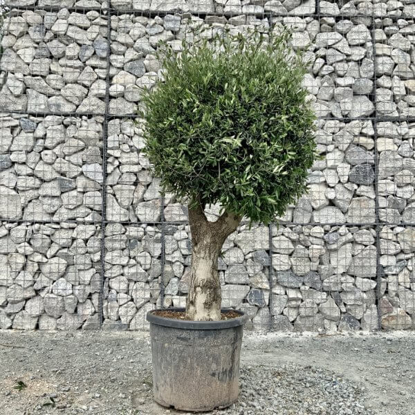 E454 Individual Gnarled Topiary Crown Olive Tree - C52A9B44 FF5D 4A04 ACFE 758C42D82281 1 105 c