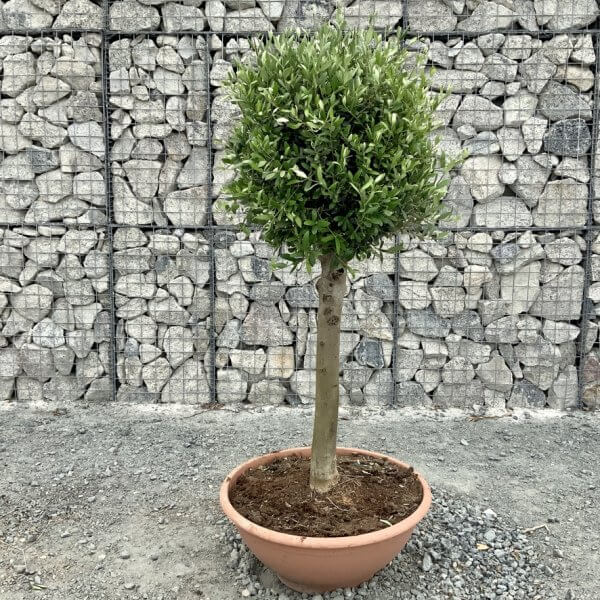 E469 Individual Topiary Crown Olive Tree - C6C87022 91EC 46AB A110 8D540EBCBB6A 1 105 c
