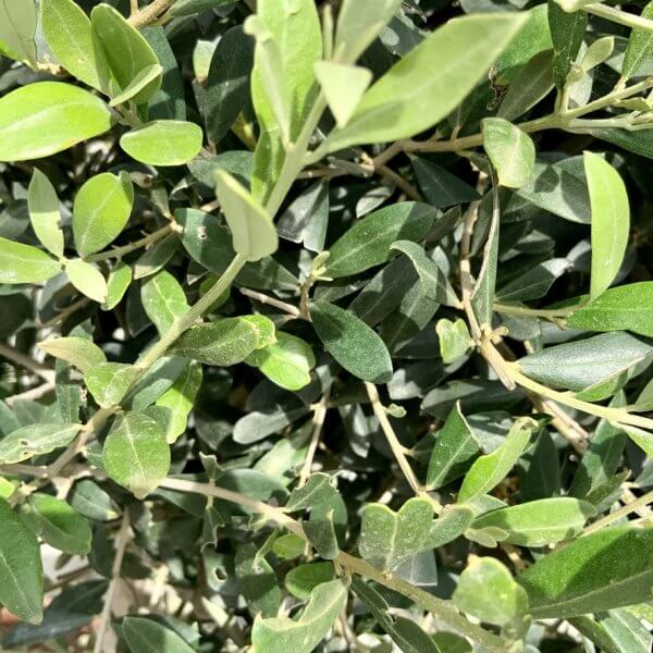 E479 Individual Topiary Crown Olive Tree - C93F166D 21B7 429F B303 F786F21F12D3 1 105 c