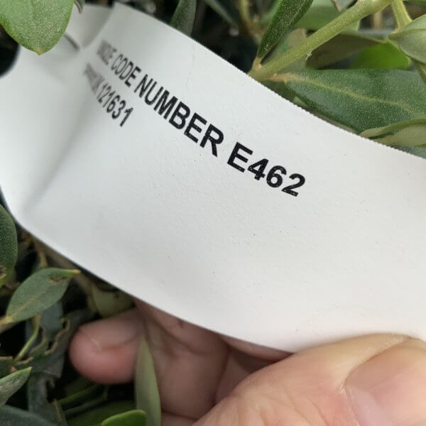 E462 Individual Topiary Crown Olive Tree - CAE5B205 9A16 4230 BCA9 EC6CB3E40119 1 105 c