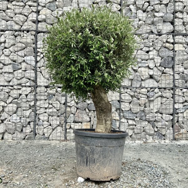 E456 Individual Gnarled Topiary Crown Olive Tree - CC1B80D0 B0A1 4AE5 B853 0F3A91C1A593 1 105 c