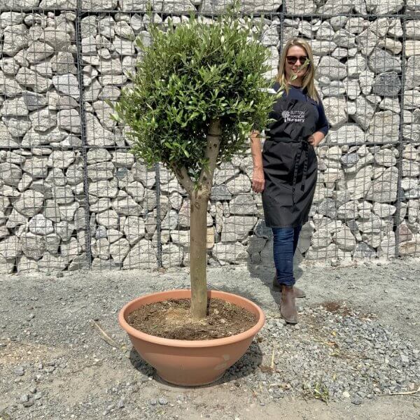 E477 Individual Topiary Crown Olive Tree - CDA2DB0C EDB6 4FC7 8B07 0E185B4FBA1B 1 105 c