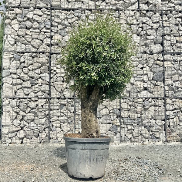 E425 Individual Gnarled Topiary Crown Olive Tree - CE960714 BA04 4752 9A9D CD780B43A805 1 105 c