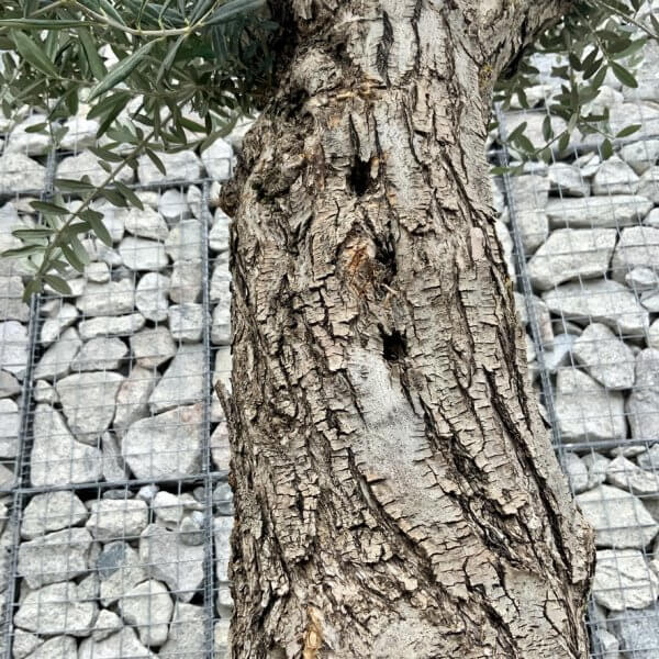 E692 Individual Gnarled Olive Tree (Patio Pot) - CEBAFC88 2CF8 443C 8E8E 847CCAB6CD6F 1 105 c