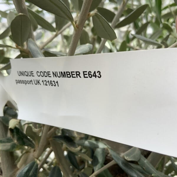 E643 Individual Multi-stem Olive Tree XXL - D0A0E11F A4A1 4063 A382 3FE9387DED89 1 105 c