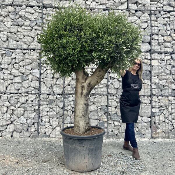 E433 Individual Gnarled Topiary Crown Olive Tree - D34AB088 0CE9 4C3D B0DF 58A286644D72 1 105 c