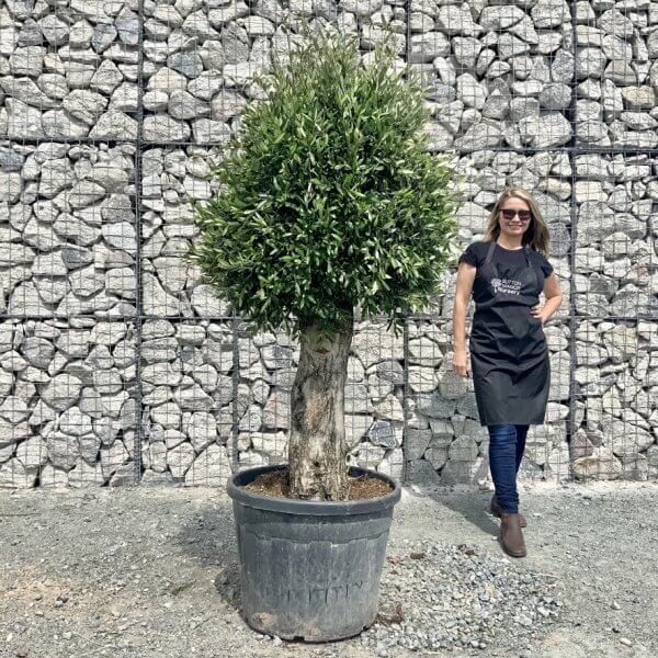 E427 Individual Gnarled Topiary Crown Olive Tree - D41E4763 9042 449D A8D4 BC9998D47DAA 1 105 c