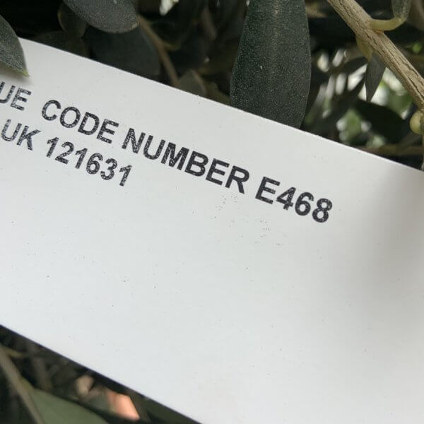 E468 Individual Topiary Crown Olive Tree - D457B8A3 B42C 47EC 89D7 2EA7FC3AEA0E 1 105 c
