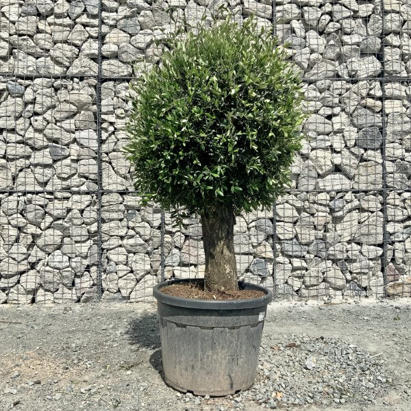 E440 Individual Gnarled Topiary Crown Olive Tree - D557315A ED90 4C5F 84A1 55C7EA4AD9C2 scaled