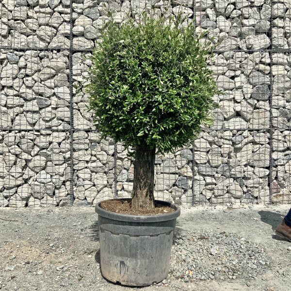 E441 Individual Gnarled Topiary Crown Olive Tree - D9EBFABC 8B09 43DC 8A02 C32653D43193 scaled