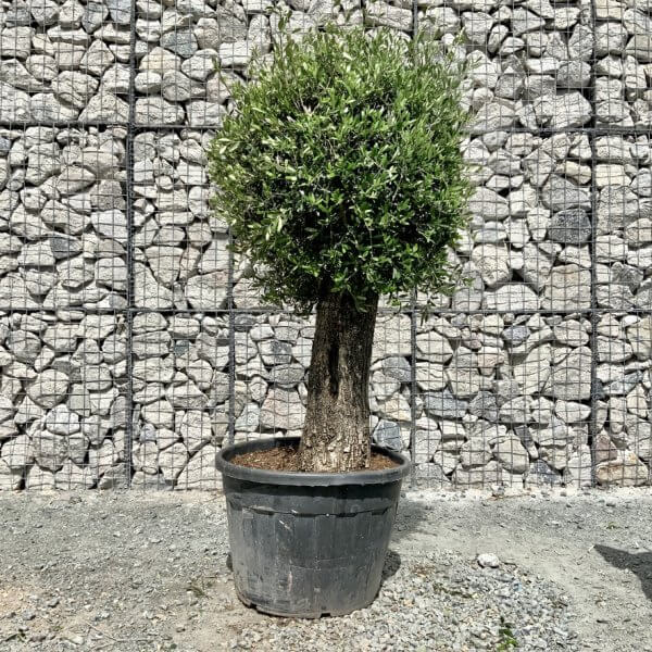 E459 Individual Gnarled Topiary Crown Olive Tree - DA84B4BA 7BB5 4C49 B758 75A4984EA505 1 105 c