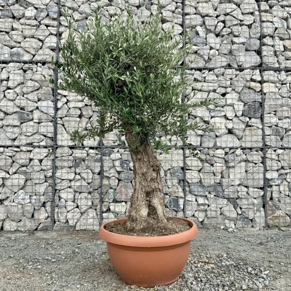 E694 Individual Gnarled Olive Tree (Patio Pot) - DB886905 5E1E 4D6B BDB4 2936B67A2FCE 1 105 c