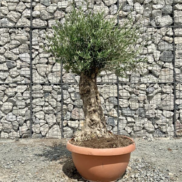 E689 Individual Gnarled Olive Tree (Patio Pot) - DFF4434A E04D 45D0 A4F6 EA0C5A8CD938 scaled