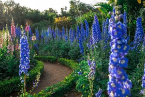 5 Tips To Give Your Garden A Royal Makeover - Delphinium