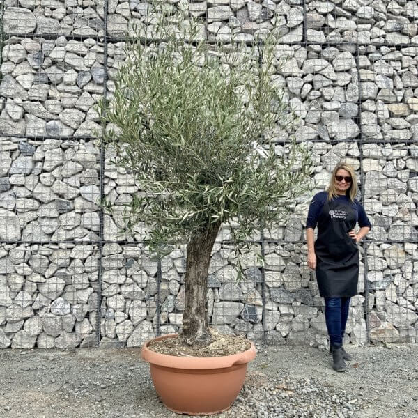 E693 Individual Gnarled Olive Tree (Patio Pot) - E16B39FB 916F 42E3 B805 B65811F82678 1 105 c
