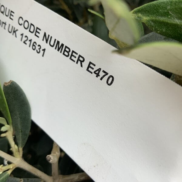 E470 Individual Topiary Crown Olive Tree - E206BBEB 8288 49A1 B2D0 D6CF1A651634 1 105 c