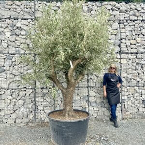 Gnarled Multi Stem Olive Trees