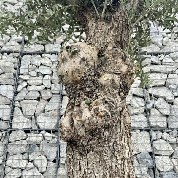 E695 Individual Gnarled Olive Tree (Patio Pot) - E75F82CA 7AAB 47EB B741 2769C4B442B0 1 105 c