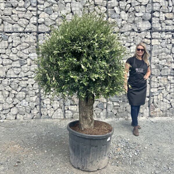 E420 Individual Gnarled Topiary Crown Olive Tree - E875CFD9 C7FF 4789 A6D9 DB18088EB5C5 1 105 c