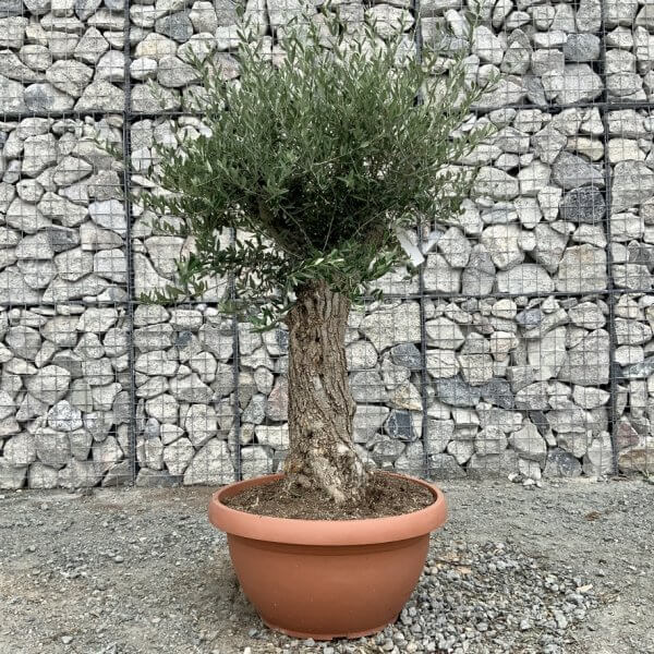 E692 Individual Gnarled Olive Tree (Patio Pot) - EC240F35 8DDA 4C91 9BC6 AB3F8955C160 1 105 c